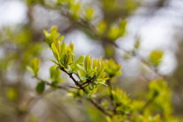 close-up Young, succulent leaves of boxwood, green defocus background. Evergreen Garden, selective focus