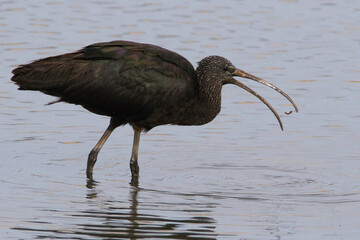 Glossy ibis foraging