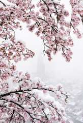 Berner Münster framed by cherry flowers in snow