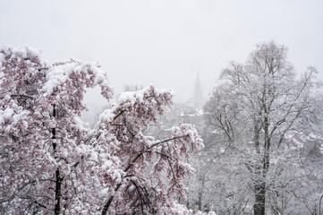 Berner Münster and Oldtown of Bern framed by cherry flowers in snow