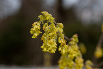 Beautiful Corylopsis spicata flower. Kingdom name is Plantae, Family name is Hamamelidaceae. yellow flowers in the shape of bells, early spring, selective focus