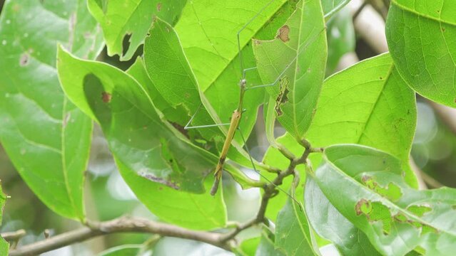 A Stick Insect (Phasmatodea (also known as Phasmida, Phasmatoptera or Spectra)). Filmed in Kaeng Krachan National Park, Thailand.