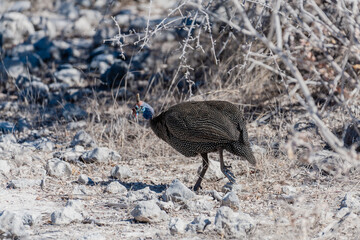 A Helmeted Guineafowl -Numida meleagris- fouraging near a waterhole in Etosha National Park, Namibia.