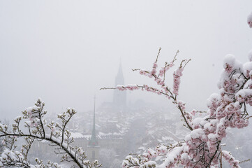 oldtown of Bern in misty snow during cherry blossom