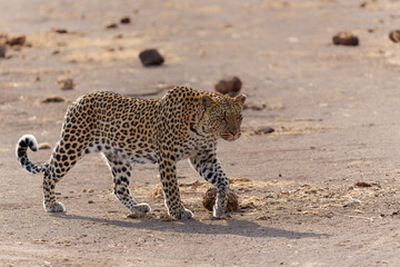 Naklejka na ściany i meble Leopard (Panthera Pardus) hunting in a dry riverbed in Mashatu Game Reserve in the Tuli Block in Botswana 