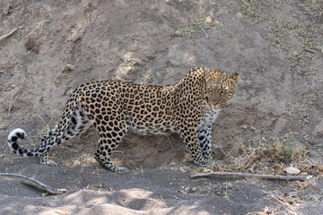 Fototapeta na wymiar Leopard (Panthera Pardus) hunting in a dry riverbed in Mashatu Game Reserve in the Tuli Block in Botswana 