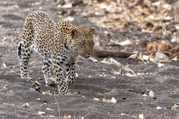 Leopard (Panthera Pardus) hunting  in a dry riverbed in Mashatu Game Reserve in the Tuli Block in Botswana 