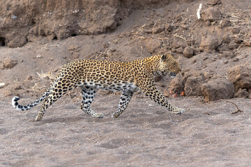 Fototapeta na wymiar Leopard (Panthera Pardus) hunting in a dry riverbed in Mashatu Game Reserve in the Tuli Block in Botswana 