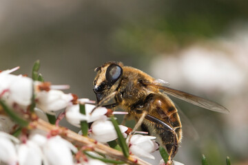 Bee (Apis mellifera mellifera)