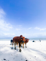 cow on the beach Zanzibar
