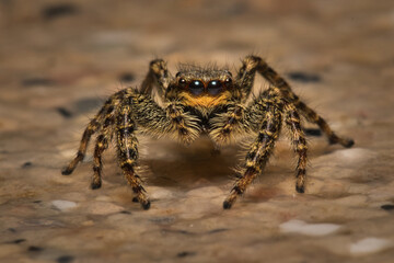 Jumping spider (Arthropoda)