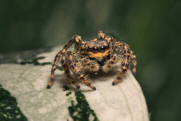 Jumping spider (Arthropoda) on monstera variegata