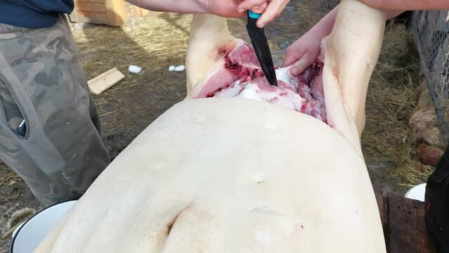street lighting. pig carcass. the slaughter was carried out. the butcher uses a retro-style knife to carve up the carcass. village yard.