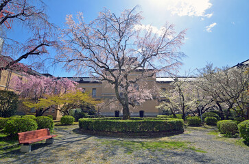 Cherry trees at Kyoto Prefectural Government Old main building in Kyoto City