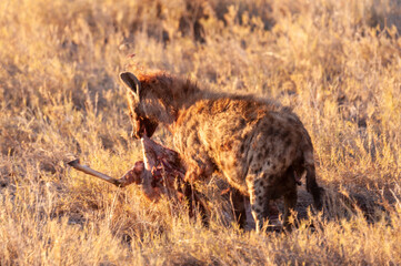 Close-up of a spotted Hyena - Crocuta crocuta- with a prey, seen during the golden hour of sunset in Etosha national Park, Namibia.