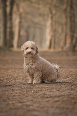 toy poodle (Canis lupus familiaris) sitting