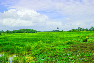 farm rice beauty nature in south Thailand and travel