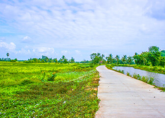Fototapeta na wymiar country road and field rice beauty nature in south Thailand.