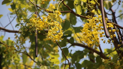 cassia fistula