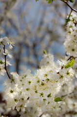 Selective focus on cherry,plum, cherry blossoms in the spring garden on the background of a country house.