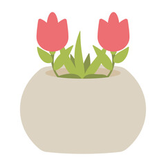 garden roses in white pot