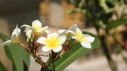 Fototapeta premium champa flower