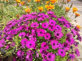 flowers in the garden