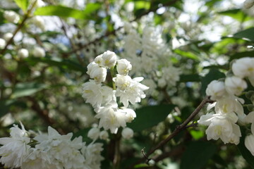 Bunch of double white flowers of Deutzia in May
