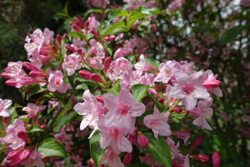 Obraz premium Abundant pink flowers of Weigela florida in mid May