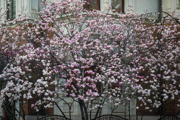 Shallow depth of field (selective focus) details with buds and flowers of a Magnolia tree in the spring.
