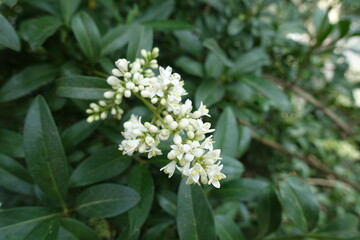 Close shot of panicle of white flowers of wild privet in May - obrazy, fototapety, plakaty