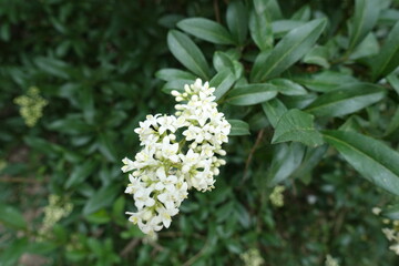 Close view of white flowers of wild privet in May