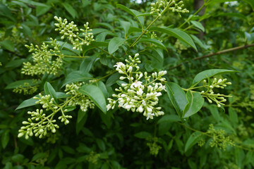 First flowers and buds of wild privet in May