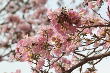 Blossoms of Spring