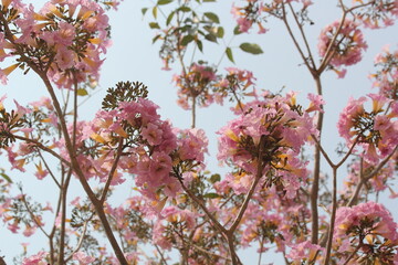 Blossoms of Spring