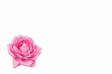 Flower rose on a white background. Copy space. View from above. Empty space for quotes, text, aphorisms, website, cover, banner