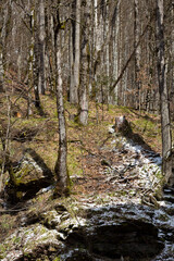 early spring in the forest. Tree trunks, young grass and remnants of snow on a sunny day.