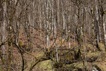 early spring in the forest. Tree trunks, young grass and remnants of snow on a sunny day.
