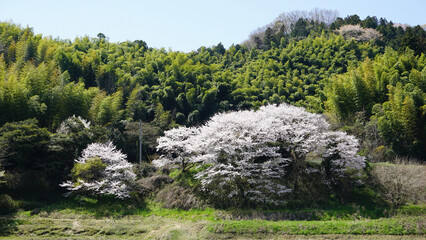 田舎の桜