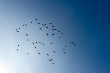 Silhouette of a flock of ducks against a clear blue sky. Italy, southern Europe.