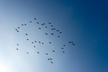 Silhouette of a flock of ducks against a clear blue sky. Italy, southern Europe.