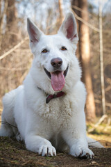 white shepherd Canis lupus familiaris