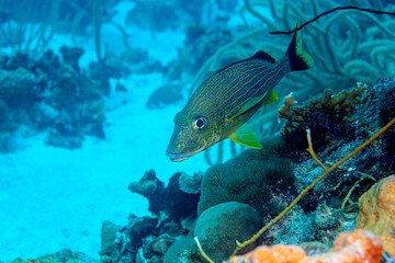 Blaustreifen Grunzer alleine im Riff unterwegs