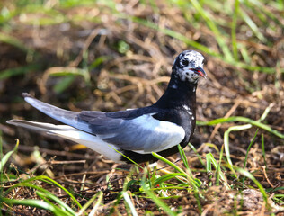 White-winged tern near the nest