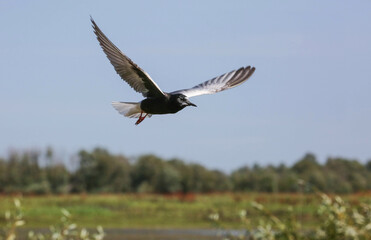 White-winged tern over the nest