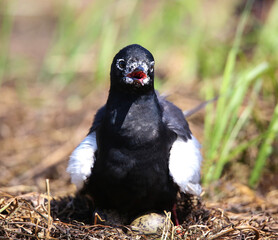 White-winged tern near the nest