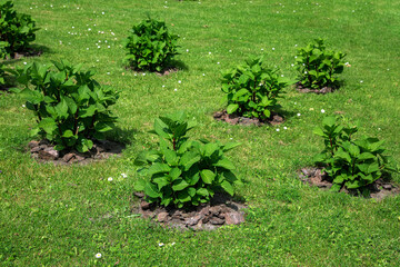 green lawn with growth leafy bushes with tree bark mulch in meadow park lit by sunlight on lawn...