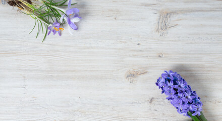 hyacinth and crocus flowers on white wooden board