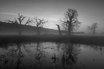 Trees against the background of a gentle fog. Black and white photography.