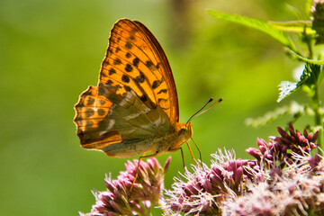 Kaisermantel auf Flieder